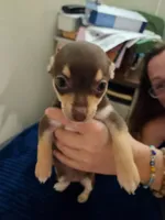 Precious, a female Chihuahua for sale in Kankakee, IL – 3 of 3