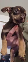 Butch, a male Chihuahua for sale in Kankakee, IL – 2 of 4