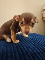 Precious, a female Chihuahua for sale in Kankakee, IL – 1 of 3