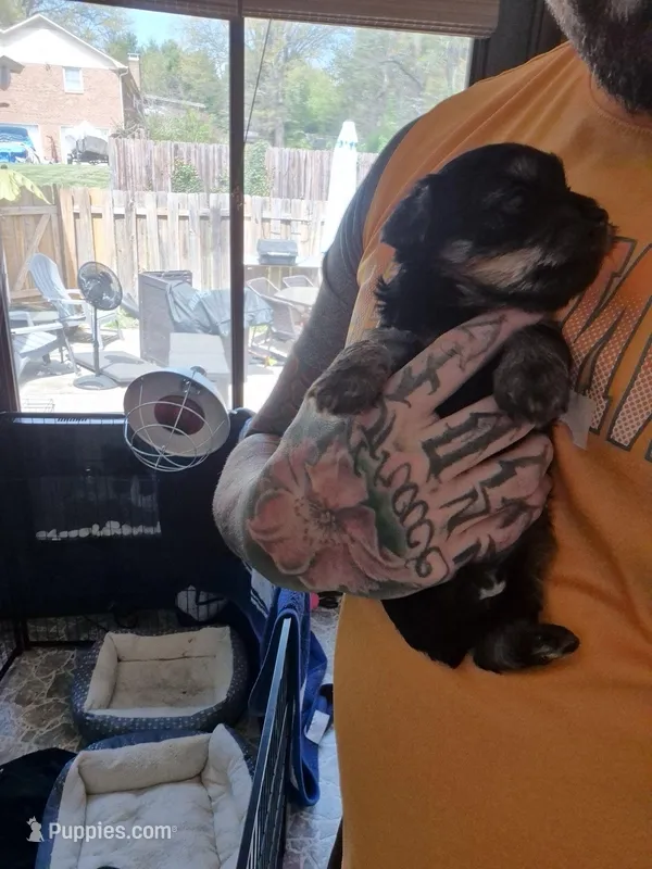 Male puppy 2 – Yorkshire Terrier puppy for sale in Hickory, NC