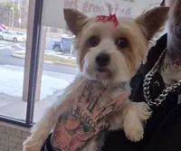 Female puppy 1, a female Yorkshire Terrier for sale in Hickory, NC – Photo 10 of 10