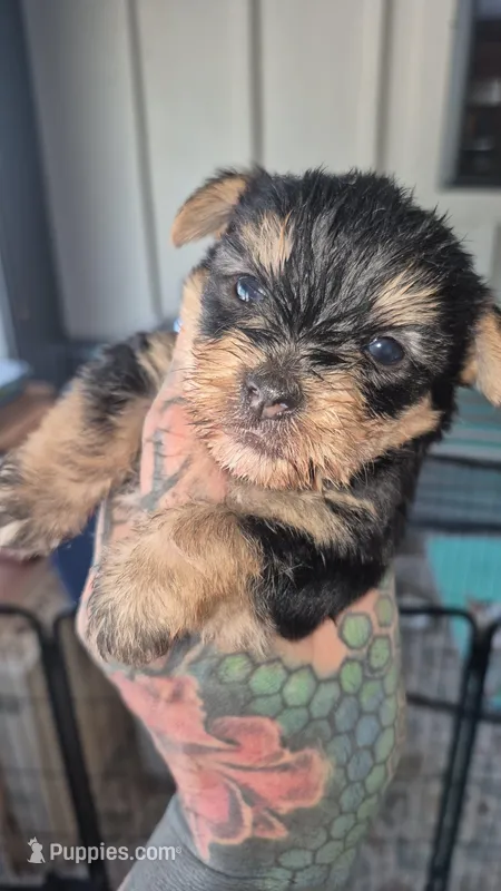 Male puppy 1 – Yorkshire Terrier puppy for sale in Hickory, NC
