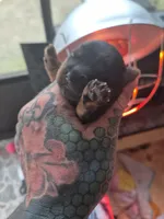 Female Yorkie 3, a female Yorkshire Terrier for sale in Hickory, NC – Photo 2 of 6