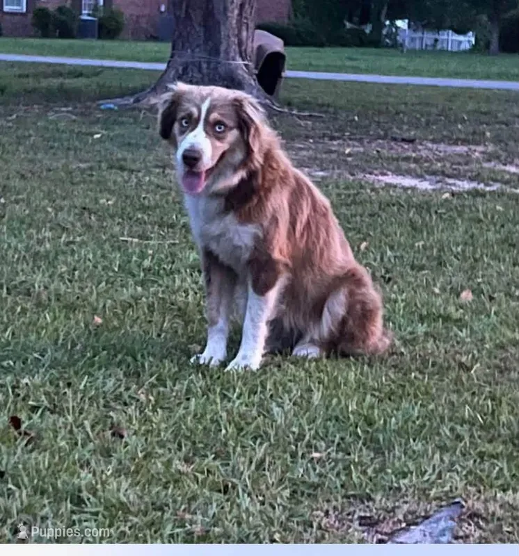 Carmella  – Miniature American Shepherd puppy for sale in Baxley, GA