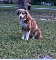 Carmella , a female Miniature American Shepherd for sale in Baxley, GA – 1 of 3