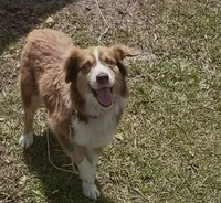 Carmella , a female Miniature American Shepherd for sale in Baxley, GA – 2 of 3