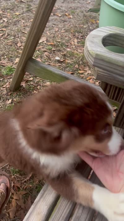 Carmella , a female Miniature American Shepherd for sale in Baxley, GA – 3 of 3