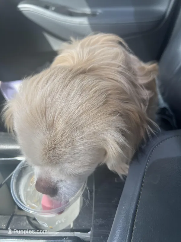 Pups 1 – Pekingese puppy for sale in Baxley, GA