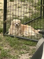 Pups 1, a female Pekingese for sale in Baxley, GA – 3 of 3