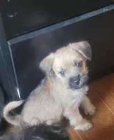 Toby, a male Yorkshire Terrier for sale in Mount Pocono, PA – 4 of 6