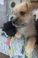 Toby, a male Yorkshire Terrier for sale in Mount Pocono, PA – 2 of 6