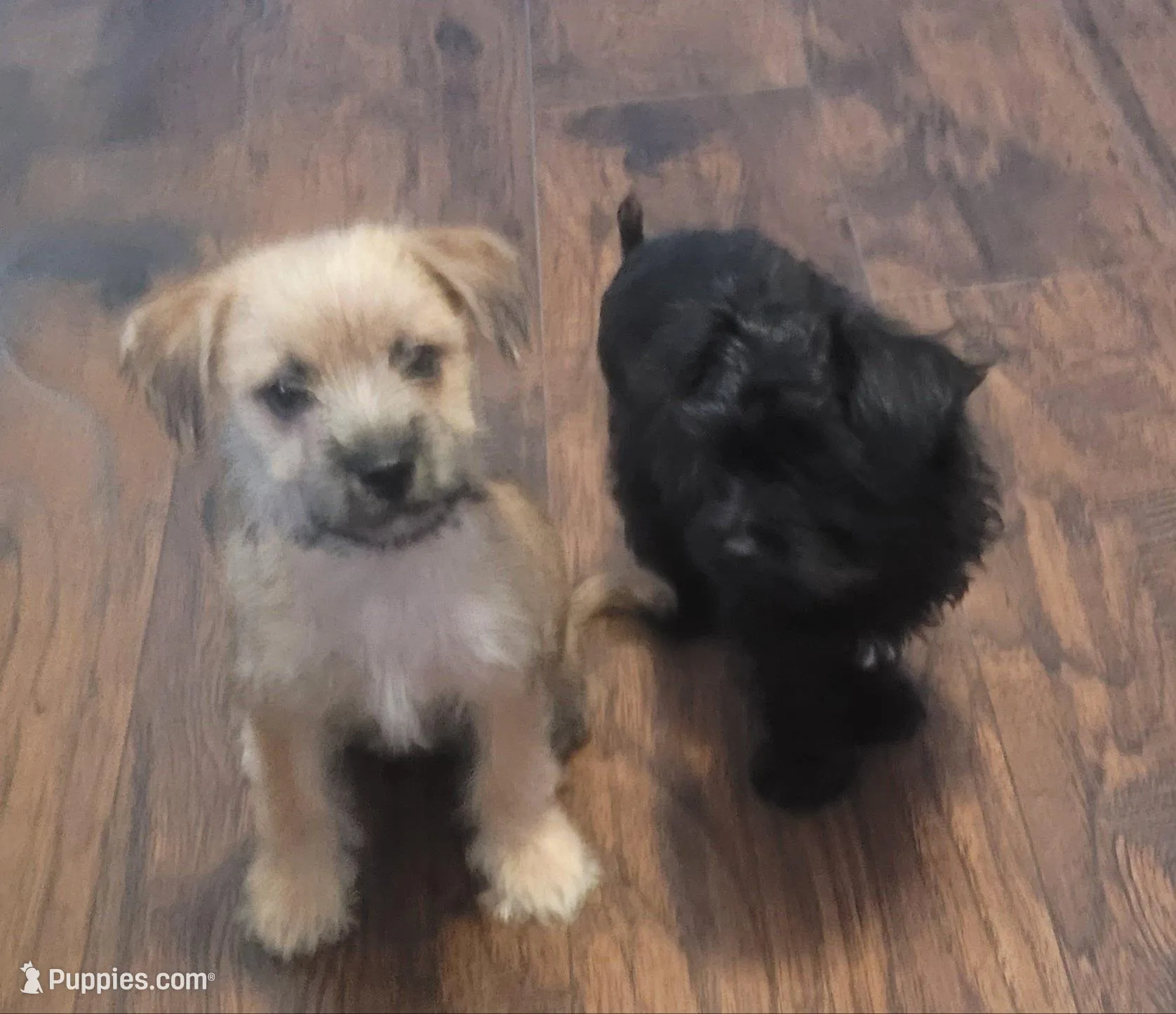 Sweet girl, a female Yorkshire Terrier for sale in Mount Pocono, PA – Photo 4 of 6
