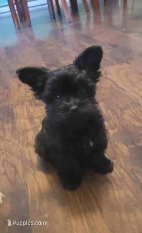 Sweet girl – Yorkshire Terrier puppy for sale in Mount Pocono, PA