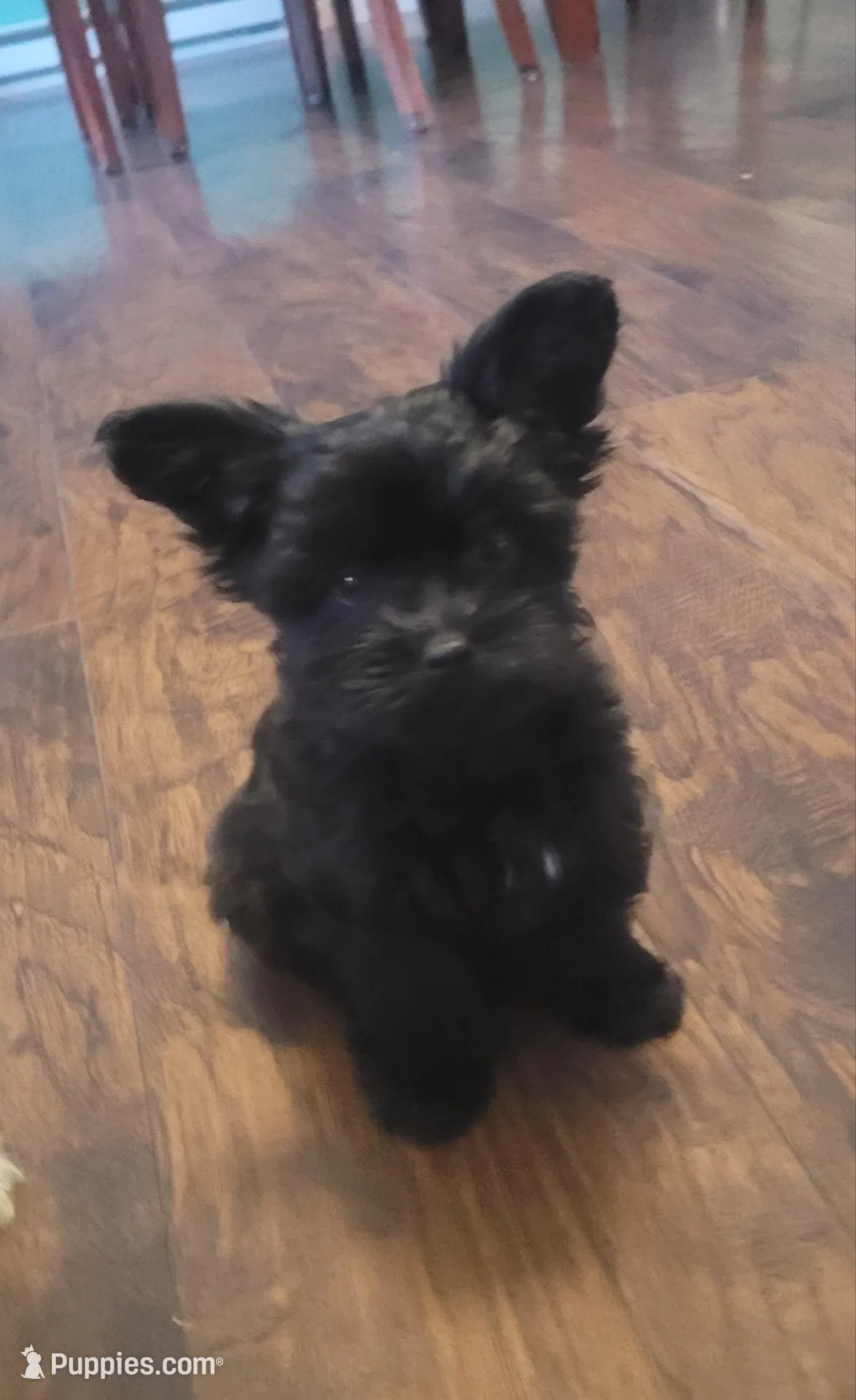 Sweet girl, a female Yorkshire Terrier for sale in Mount Pocono, PA – Photo 1 of 6