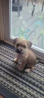 Toby, a male Yorkshire Terrier for sale in Mount Pocono, PA – 3 of 6