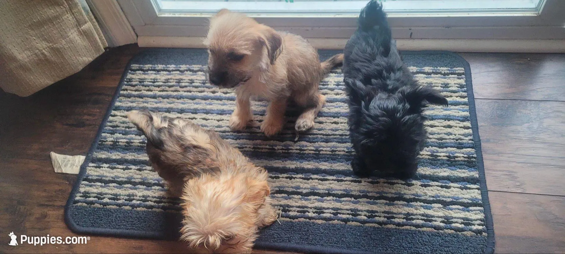 Toby, a male Yorkshire Terrier for sale in Mount Pocono, PA – Photo 2 of 4