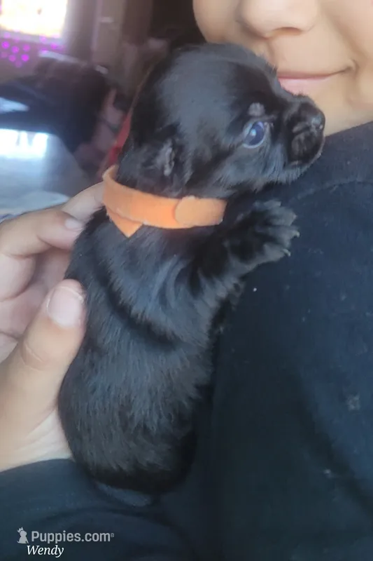 Yorkie baby 1 – Yorkshire Terrier puppy for sale in Mount Pocono, PA