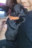 Yorkie baby 1, a male Yorkshire Terrier for sale in Mount Pocono, PA – 1 of 2