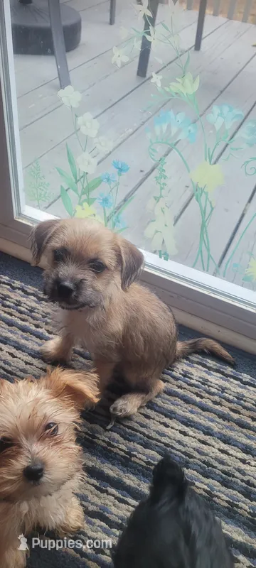 Toby – Yorkshire Terrier puppy for sale in Mount Pocono, PA