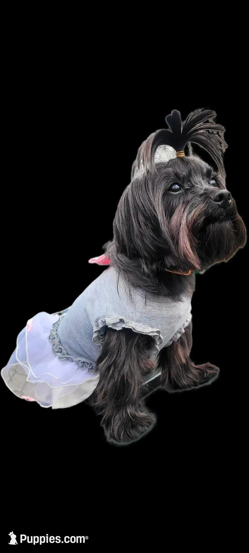 Henny, a female Yorkshire Terrier for sale in Long Pond, PA – Photo 6 of 7