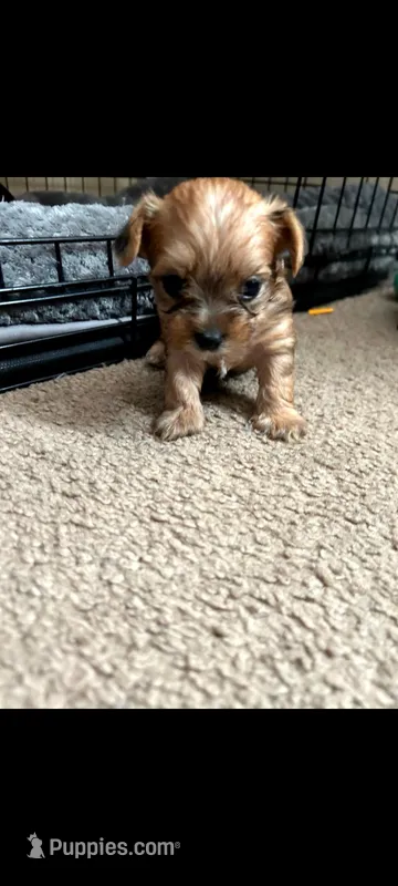 Henny – Yorkshire Terrier puppy for sale in Montgomery city, MO