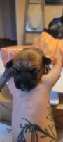 Toby, a male Yorkshire Terrier for sale in Mount Pocono, PA – 6 of 6