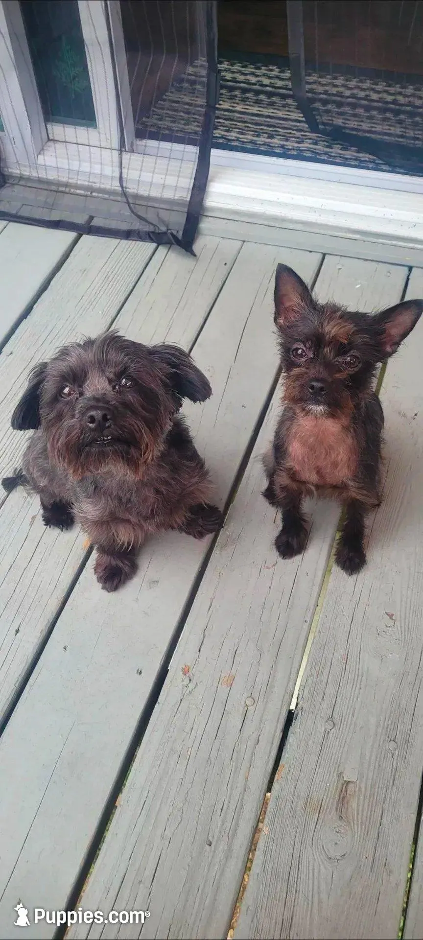 Sweet girl, a female Yorkshire Terrier for sale in Mount Pocono, PA – Photo 6 of 6