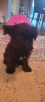 Marie, a female Yorkshire Terrier for sale in Mount Pocono, PA – Photo 6 of 6