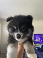 Max, a male Pomsky for sale in Naples Park, FL – 2 of 3