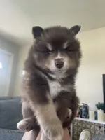 Latte, a male Pomsky for sale in Naples Park, FL – 5 of 5