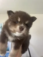 Latte, a male Pomsky for sale in Naples Park, FL – 2 of 5