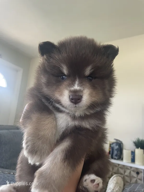 Latte – Pomsky puppy for sale in Naples Park, FL
