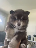 Latte, a male Pomsky for sale in Naples Park, FL – 1 of 5