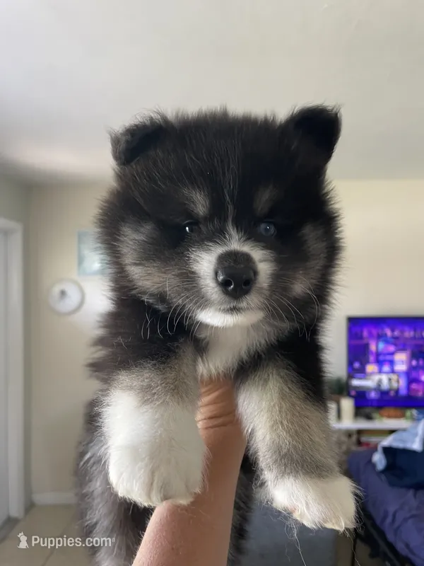 Max – Pomsky puppy for sale in Naples Park, FL
