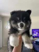 Max, a male Pomsky for sale in Naples Park, FL – 1 of 3