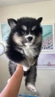 Spot, a male Pomsky for sale in Naples Park, FL – 3 of 3