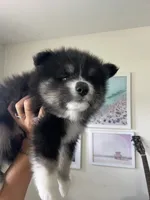 Max, a male Pomsky for sale in Naples Park, FL – 3 of 3