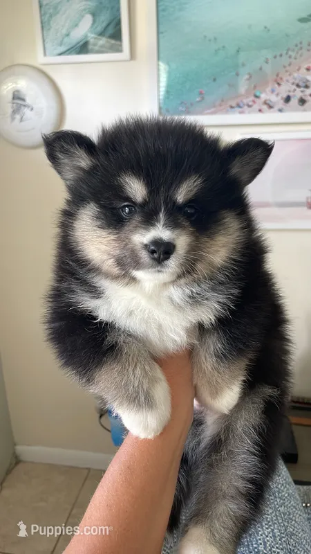 Spot – Pomsky puppy for sale in Naples Park, FL