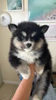 Spot, a male Pomsky for sale in Naples Park, FL – 1 of 3