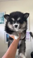Spot, a male Pomsky for sale in Naples Park, FL – 2 of 3