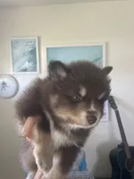 Latte, a male Pomsky for sale in Naples Park, FL – 3 of 5