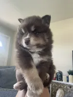 Latte, a male Pomsky for sale in Naples Park, FL – 4 of 5