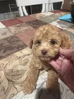 Jada, a female Miniature Goldendoodle for sale in Greenbrier, AR – 2 of 2