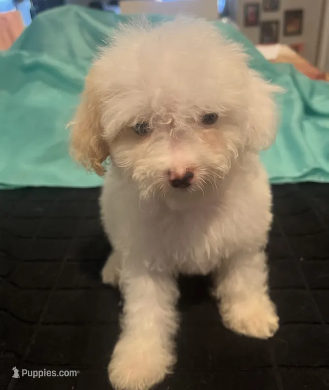 Alice – Miniature Goldendoodle puppy for sale in Greenbrier, AR