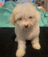 Alice, a female Miniature Goldendoodle for sale in Greenbrier, AR – 1 of 3