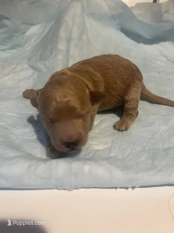 Mini Dean – Goldendoodle puppy for sale in Greenbrier, AR