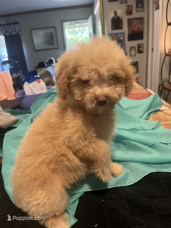 Belle – Miniature Goldendoodle puppy for sale in Greenbrier, AR