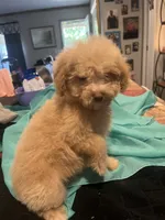 Belle, a female Miniature Goldendoodle for sale in Greenbrier, AR – 1 of 4