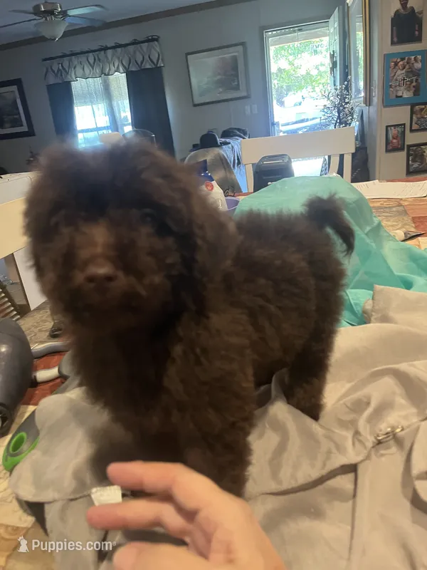 Lexie – Miniature Goldendoodle puppy for sale in Greenbrier, AR