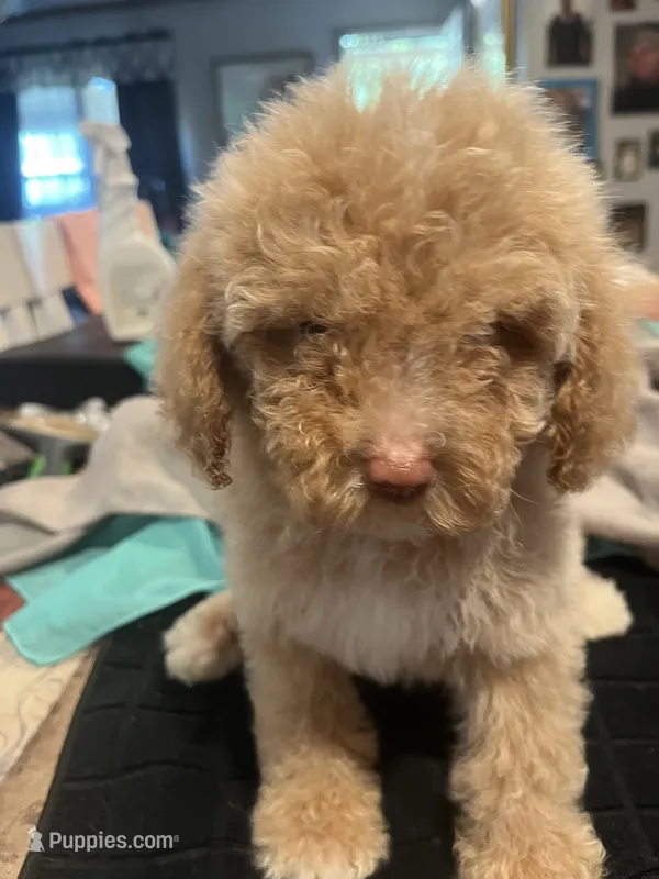 Chad – Miniature Goldendoodle puppy for sale in Greenbrier, AR